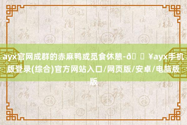 ayx官网成群的赤麻鸭或觅食休憩-🔥ayx手机版登录(综合)官方网站入口/网页版/安卓/电脑版